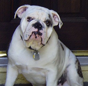 English Bulldog Sitting