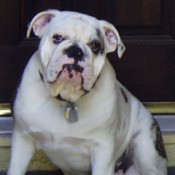English Bulldog Sitting