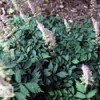 Close up of Astilbe Plant