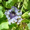 Small blue flowers around a center of darker blue.