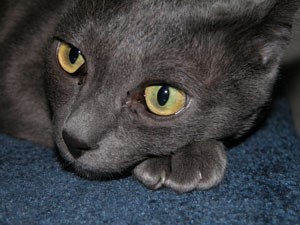 closeup of gray cat with yellow eyes