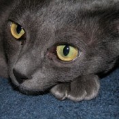 closeup of gray cat with yellow eyes