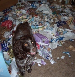 puppy ripping up pee pad