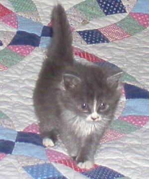 Bootsie (Kitten)