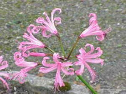Guernsey Lily