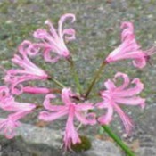 Guernsey Lily
