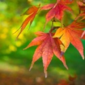 maple leaves with fall color
