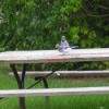 blue jays on picnic table