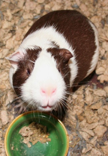 brown and white guinea pig