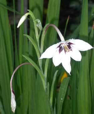 White flower with purple center.