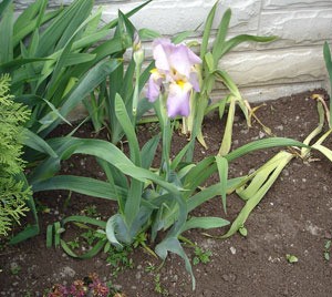 Lavendar and white iris.