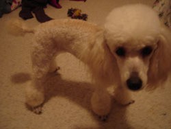 Miniature Poodle