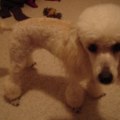 Miniature Poodle