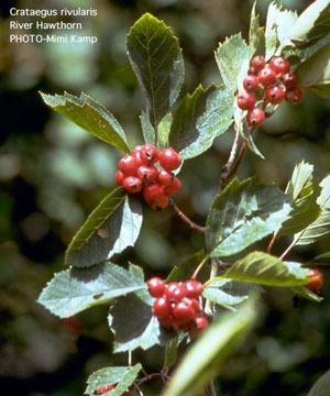 Growing: Hawthorn