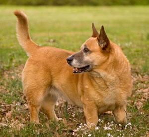 Cardigan Welsh Corgi - brown Corgi in  field