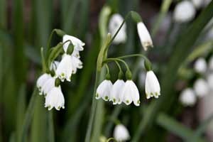 Beautiful snowflake flowers.