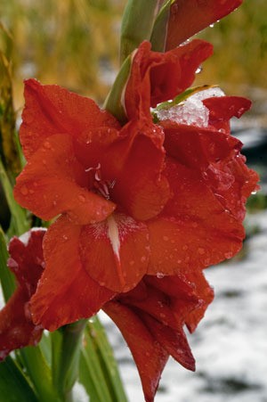 red gladioli flowers in the snow