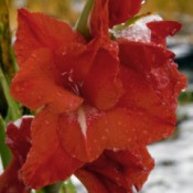 red gladioli flowers in the snow