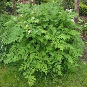 Growing: Chervil