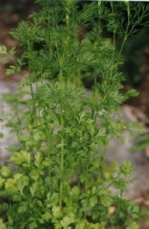 Growing: Coriander