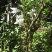 Growing: Madonna Lily