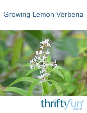 Growing Lemon Verbena | ThriftyFun