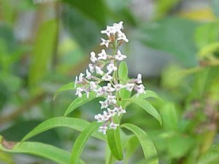 Growing: Lemon Verbena