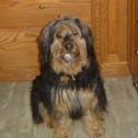 Bearded Collie/Terrier Mix