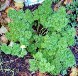 Growing: Parsley