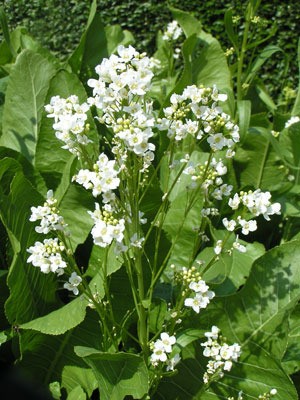 Growing: Horseradish
