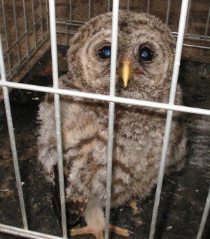 young owl in cage