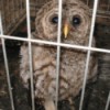 young owl in cage