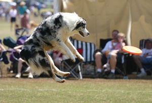 Australian Shepherd