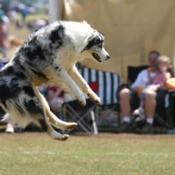 Australian Shepherd