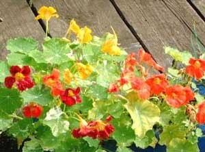 Growing: Nasturtium