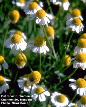 Chamomile flowers