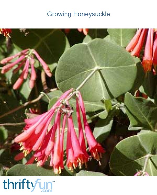 Growing Honeysuckle ThriftyFun