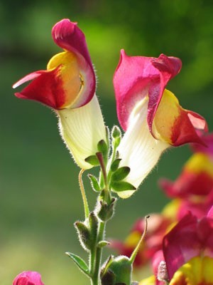 Closeup of snapdragon flowers.
