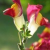 Closeup of snapdragon flowers.