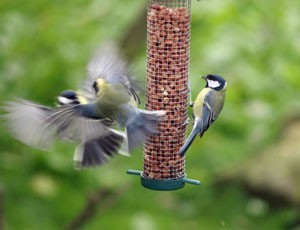 Birds on feeder.