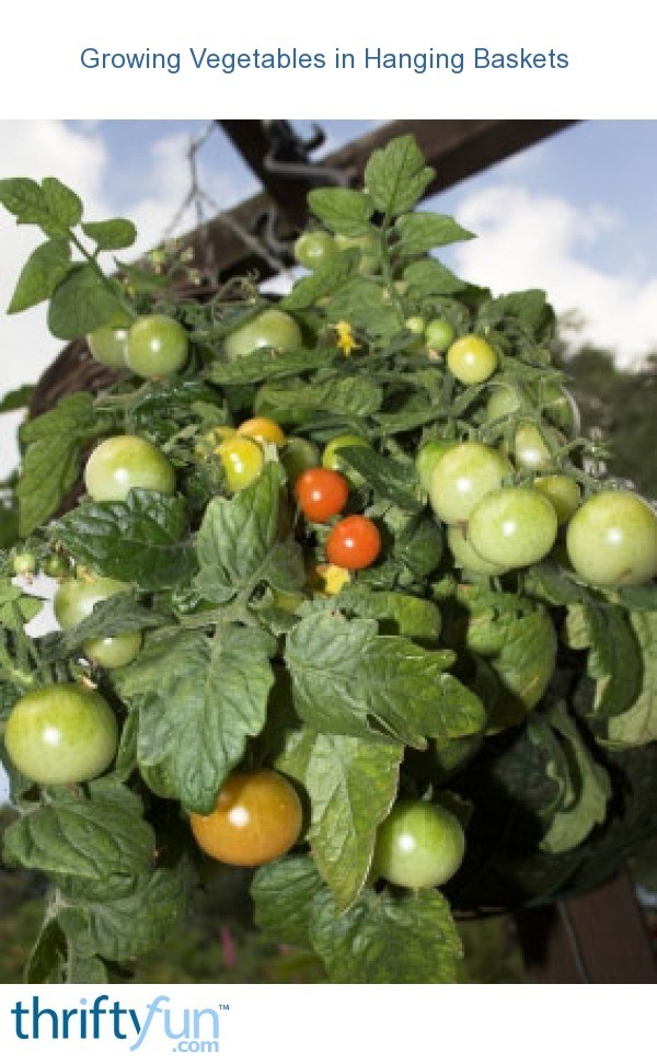 Growing Vegetables in Hanging Baskets ThriftyFun