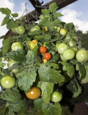 Tomatoes in Hanging Basket