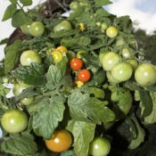 Tomatoes in Hanging Basket