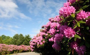 Plants Along Driveway