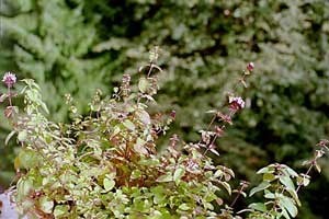 Growing: Oregano