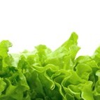 lettuce leaves