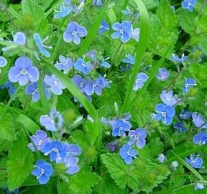 Close up of Veronica flowers