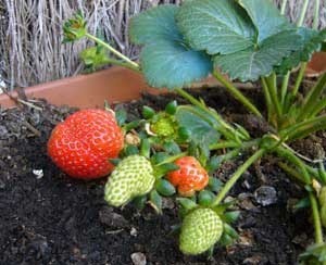 Transplanting Strawberries