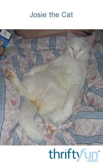 Josie The Cat ThriftyFun