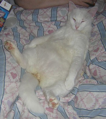Laid out white cat